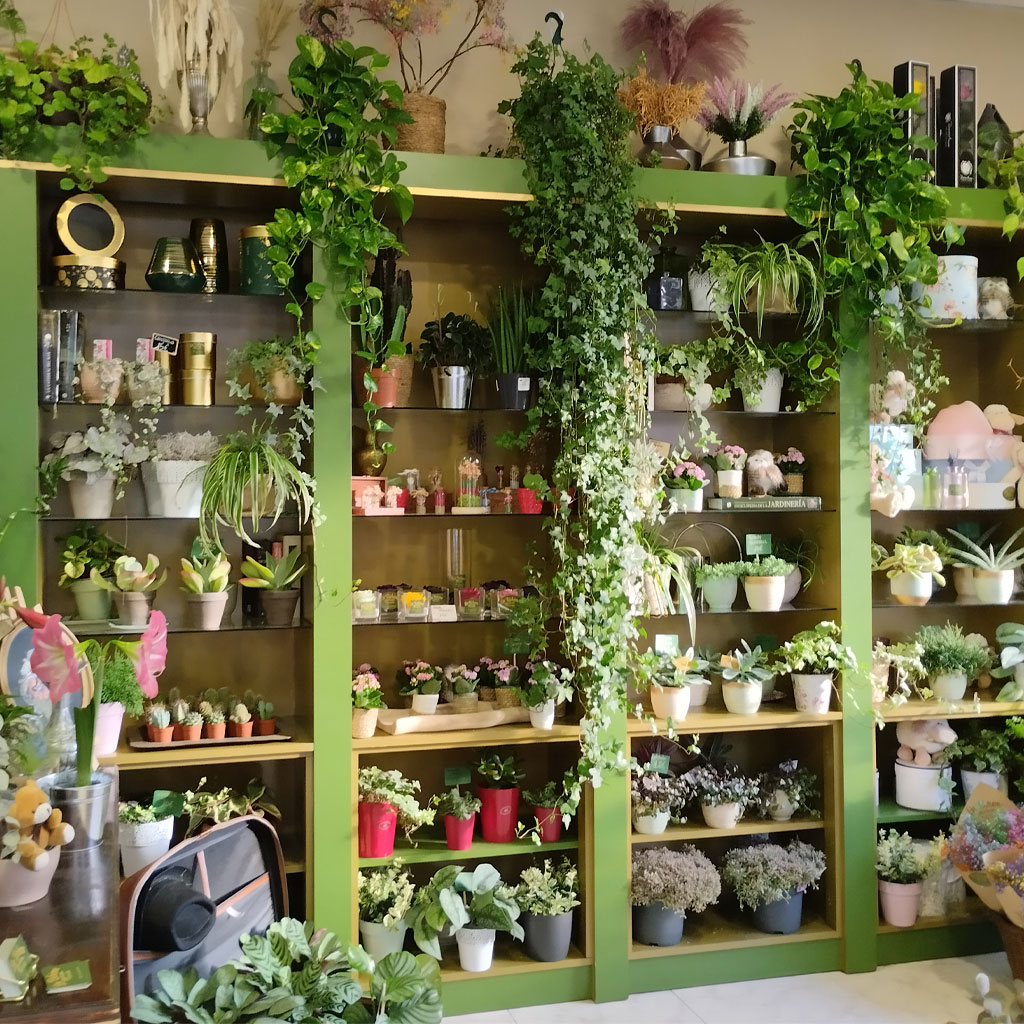 vista del interior de la floristería La Boheme donde se ve una estantería que ocupa la pared llena de plantas y accesorios de jardinería