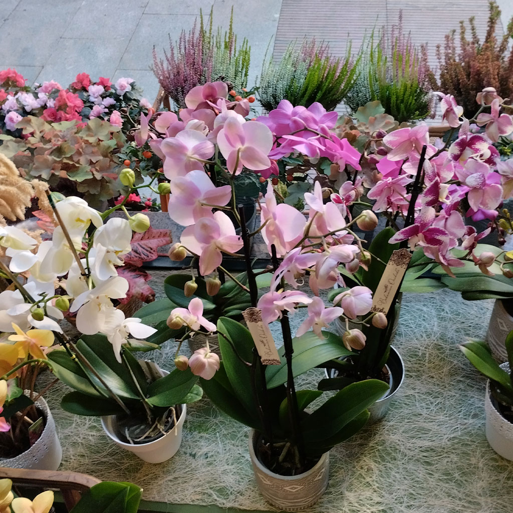 exposición de orquídeas en la floristería la boheme en Vigo