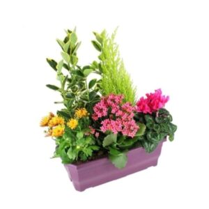 composición finca de la marquesa