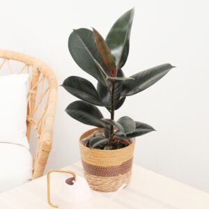 ficus robusta